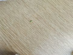 -马艾萨中国兰州牛肉拉面(劲松店)