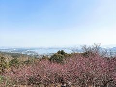 -香雪海