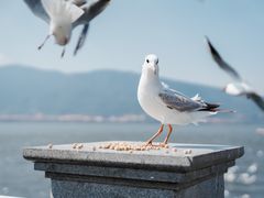 -滇池海埂公园