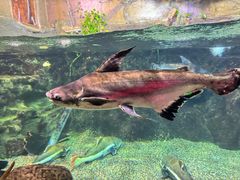 -太平洋海底世界