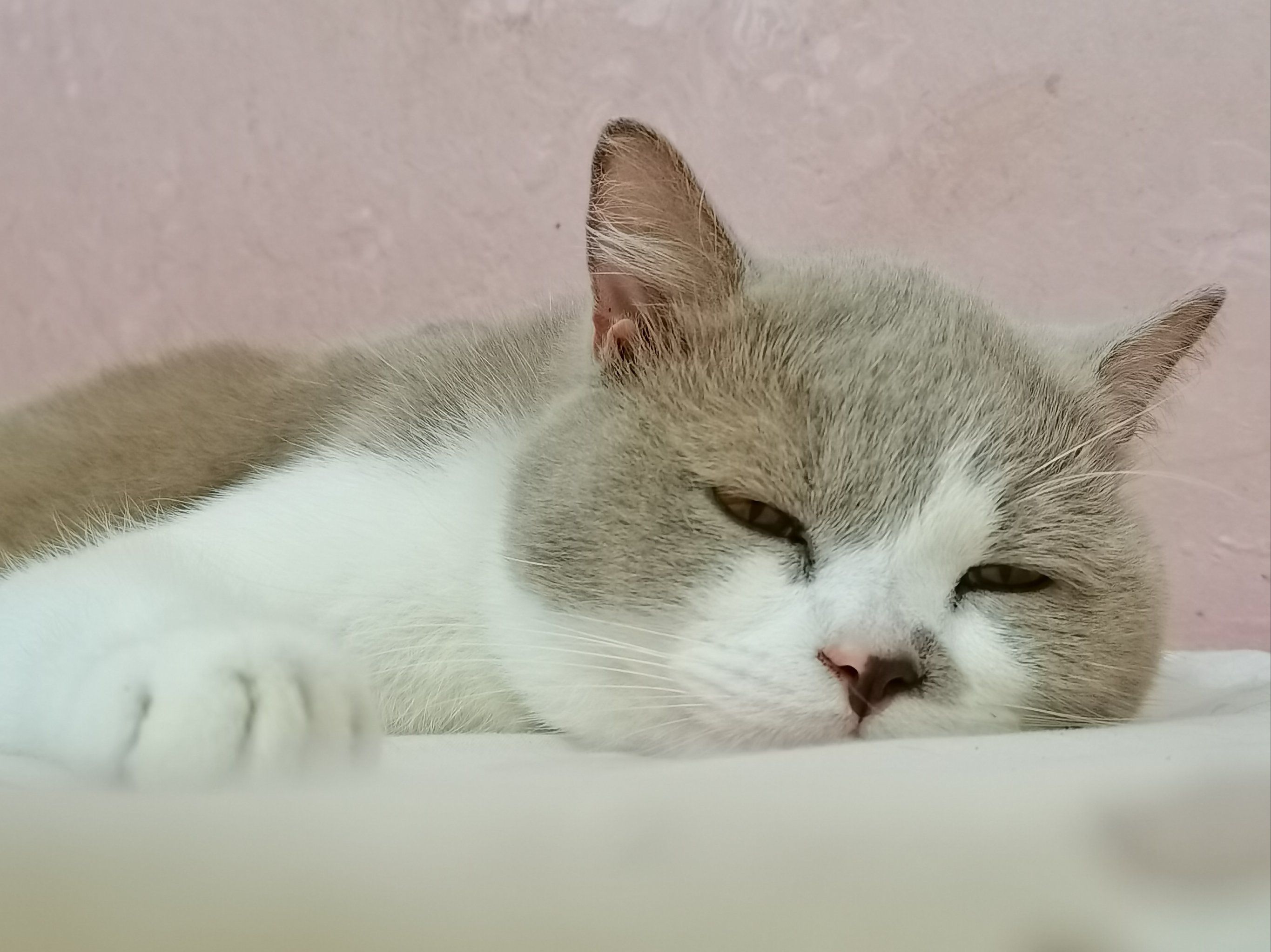 发一下半梦半醒的肉仔仔,超级皮的小猫咪😉😉

#夏限定 
