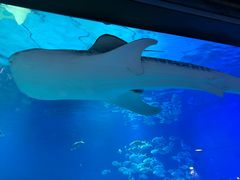 -烟台海昌鲸鲨海洋公园