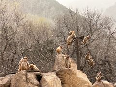 -西安秦岭野生动物园