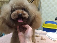 -圆子宠物