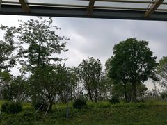 绿化-宝安西湾红树林湿地公园