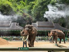 -野象谷景区