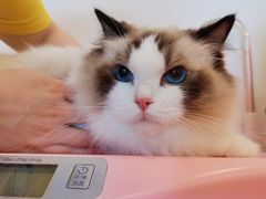 -70cat德文卷毛猫·缅因猫纯种猫舍