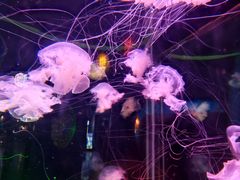 -太平洋海底世界