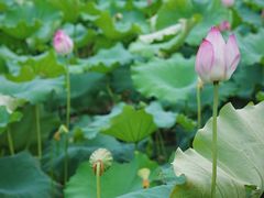 -花开海上生态园