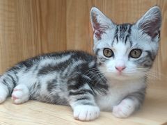 -山宅一喵德文卷毛猫舍
