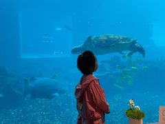 -海棠湾洲际-涛·海底餐厅·美人鱼·自助餐·海底隧道