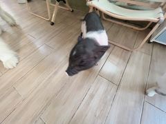 -李小姐の猫咖啡馆(五角场店)