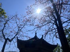 -羚羊峡古栈道森林公园