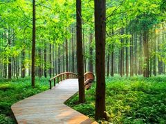 -黄海国家森林公园