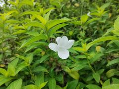 -福田红树林生态公园