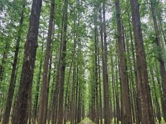 -江苏三台山国家森林公园