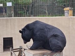 -保定市动物园