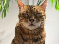 -琪喵猫屋·撸猫猫咖·猫舍