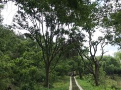 -青龙山国家森林公园