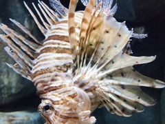 -新加坡海洋生态馆