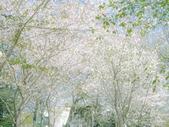 -上海滨江森林公园