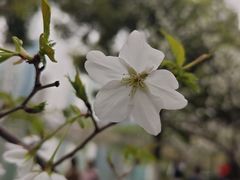 -西北湖绿化广场