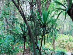 -中国科学院西双版纳热带植物园