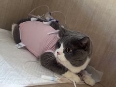 -北京观赏动物医院·24小时大型综合·猫专科·异宠专科