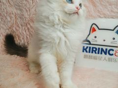 -十年猫舍·猫咪专门店(普陀店)