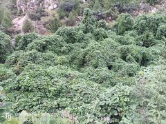 -府君山公园