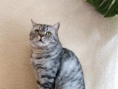 -猫友咖啡店(玉林西路店)