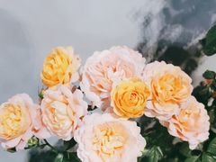 -许鲜生健康生活馆·精细潮菜(奥绅体育公园店)