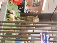 -朱氏牛鼎记鲜牛火锅(山水华庭店)