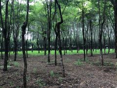 -翡翠森林宠物火化殡葬(通州店)