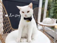 -有猫主题·治愈系猫咖(曾厝垵店)
