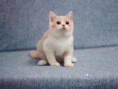 -Bastet sally猫舍购宠(静安店)