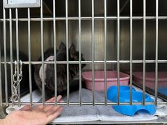 -瑞派动物医院·猫专科·至诚(江南中分院)