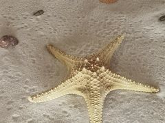 -青岛贝壳博物馆