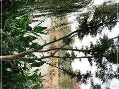 -昆山城市生态森林公园