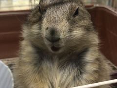 -钓仓鼠(洋桥北里小区店)