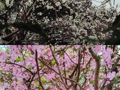 -祥源·阜阳生态乐园