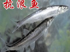 -抚仙湖老铜锅鱼(官南大道店)