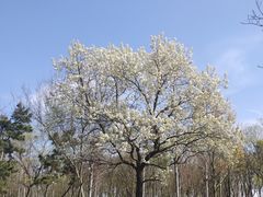 -南京枫彩漫城