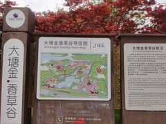 -大塘金香草谷