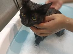 -PETKIT小佩宠物·低压洗护(国顺东路店)