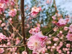 -合肥滨湖国家森林公园