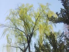 -中山公园