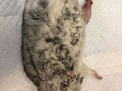 -菲尔斯特宠物医院