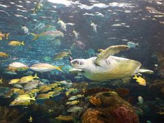 -瑞普利水族馆