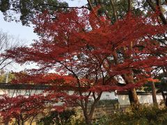 -秋霞圃
